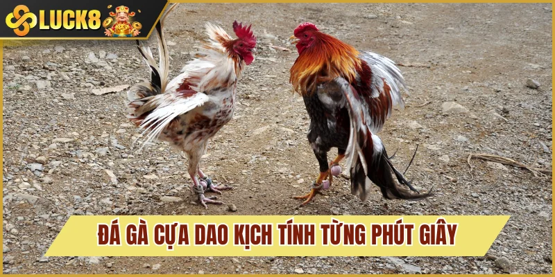 Đá Gà Luck8 4 Loại hình thi đấu đẳng cấp từng phút giây